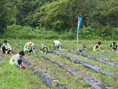 作業のようす