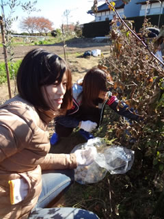 畑でコットンを収穫するボランティア