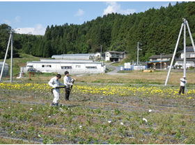 復興組合「華」の花卉圃場　援農作業